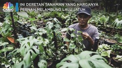 Ini Deretan Tanaman yang Harganya Pernah Melambung Lalu Jatuh