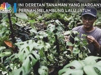 Ini Deretan Tanaman yang Harganya Pernah Melambung Lalu Jatuh