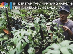 Ini Deretan Tanaman yang Harganya Pernah Melambung Lalu Jatuh