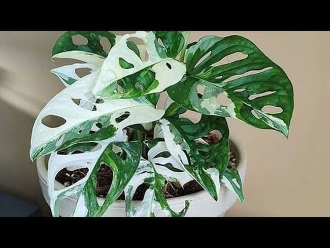 Informasi tentang Tanaman Monstera Obliqua Harga Bunga Janda Bolong Variegata Viral