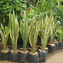 Menipu Lewat Kecantikannya, 7 Tanaman Hias ini Beracun!