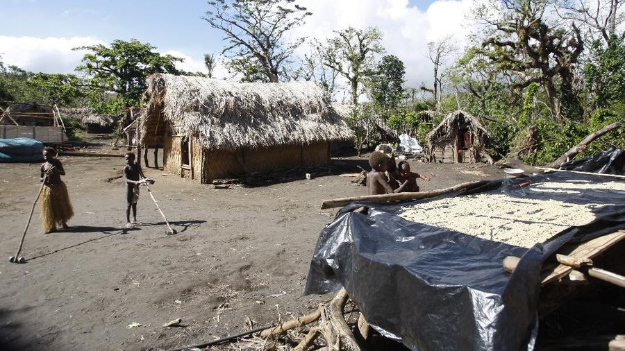 In this May 31, 2015 photo, coffee beans dry in the village of Yakel, Tanna island, Vanuatu. The villagers are part of a movement that worships Prince Philip as the son of their ancestral God. (AP Photo/Nick Perry)