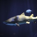 Muncul di Amerika, Ikan Mola-Mola Bikin Geger Warga Setempat