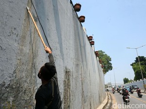 Cara Bersihkan Dinding Kusam karena Debu dan Kotoran Hewan Tanpa Cat Ulang