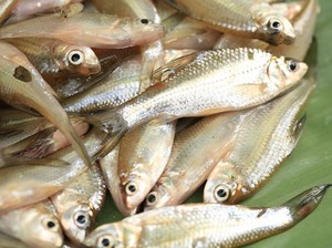 Gawat! Ikan Wader Terancam Punah, Pakar UGM Ungkap Biang Keroknya