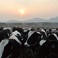 Siapa Keluarga Santosa yang Akan Kuasai 100% Saham Induk Usaha JPFA?