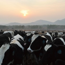 Siapa Keluarga Santosa yang Akan Kuasai 100% Saham Induk Usaha JPFA?