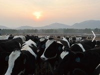 Ternyata Ini Dia Sosok Pemilik Susu Greenfields