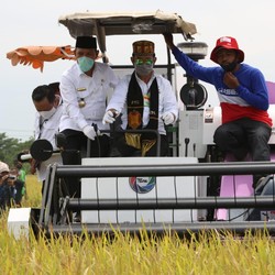Mentan Panen Padi di Tengah Pandemi, Pertanian Tetap Tumbuh