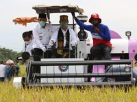 Mentan Panen Padi di Tengah Pandemi, Pertanian Tetap Tumbuh