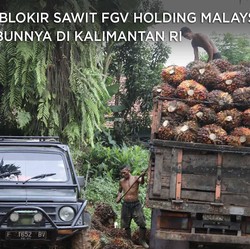 AS Blokir Sawit FGV Holding Malaysia, Kebunnya di Kalimantan