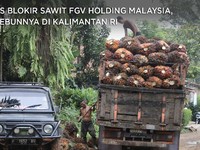 AS Blokir Sawit FGV Holding Malaysia, Kebunnya di Kalimantan