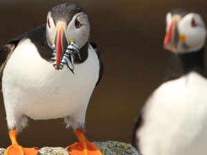 Ada Tradisi Melempar Anak Burung di Islandia, Bukan Kekejaman tapi Ini Tujuannya