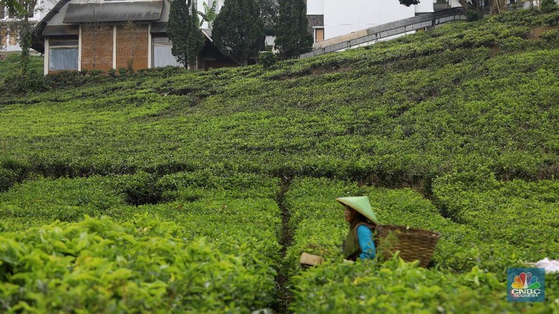 Hari yang cerah para petani mulai bekerja memetik daun teh di kawasan Pasir Jambu, Bandung, Jawa Barat. Teh merupakan satu dari 15 komoditas utama dan unggulan perkebunan Indonesia.



Jawa Barat merupakan produsen teh terbesar di Indonesia. Sekitar 70% produksi teh nasional berasal dari provinsi ini.


Jawa Barat menjadi lokasi pengembangan perkebunan teh karena daerahnya yang subur, udaranya sejuk, dan topografinya yang bergunung-gunung yang sangat cocok untuk tanaman teh.



Kebun teh dikawasan ini tak hanya dikelola badan usahan namun terdapat juga kebun teh rakyat. Kebun teh rakyat merupakan budidaya yang diusahakan secara mandiri oleh masyarakat tanpa berbentuk badan usaha. 


Setiap pagi para petani sudah sibuk beraktivitas untuk memetik dan dikumpulkan di wadah yang  dipikul sambil menggunting daun-daun teh terbaik di perkebunan tersebut.


Menurut mereka dalam sehari mereka dapat memetik sebanyak 1 kwintal dari perkebunan teh rakyat ini dan dibawa ke pabrik untuk diolah



Disela sela aktivitas memetiknya, para petani tersebut berkumpul untuk beristirahat diselingi canda gurau untuk menghilangkan letihnya.


Produksi teh dalam negeri beberapa tahun terakhir cenderung melandai karena penyusutan areal perkebunan. 

Data Badan Pusat Statistik (BPS) menunjukkan, produksi daun teh kering dalam negeri bergerak fluktuatif dalam 5 tahun terakhir. Produksi tertinggi daun teh kering sebanyak 154.369 ton yang terjadi pada 2014.

Dalam kurun 18 tahun terakhir, jumlah ekspor teh berkurang lebih dari separuh. Dari 105.581 ton pada 2000 menjadi 49.038 ton pada 2018.



Peringkat Indonesia sebagai negara pengekspor teh turun cukup banyak dari urutan ke-5 di dunia pada 2004 menjadi peringkat ke-12 pada 2018.

(CNBC Indonesia/ Andrean Kristianto)