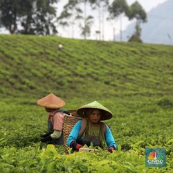 NTP Naik, Petani RI Makin Sejahtera di Penghujung 2022
