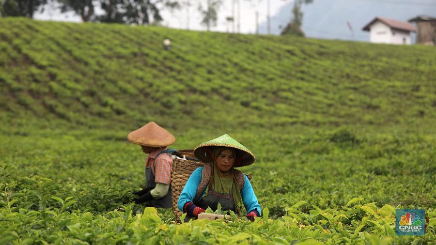 Hari yang cerah para petani mulai bekerja memetik daun teh di kawasan Pasir Jambu, Bandung, Jawa Barat. Teh merupakan satu dari 15 komoditas utama dan unggulan perkebunan Indonesia.



Jawa Barat merupakan produsen teh terbesar di Indonesia. Sekitar 70% produksi teh nasional berasal dari provinsi ini.


Jawa Barat menjadi lokasi pengembangan perkebunan teh karena daerahnya yang subur, udaranya sejuk, dan topografinya yang bergunung-gunung yang sangat cocok untuk tanaman teh.



Kebun teh dikawasan ini tak hanya dikelola badan usahan namun terdapat juga kebun teh rakyat. Kebun teh rakyat merupakan budidaya yang diusahakan secara mandiri oleh masyarakat tanpa berbentuk badan usaha. 


Setiap pagi para petani sudah sibuk beraktivitas untuk memetik dan dikumpulkan di wadah yang  dipikul sambil menggunting daun-daun teh terbaik di perkebunan tersebut.


Menurut mereka dalam sehari mereka dapat memetik sebanyak 1 kwintal dari perkebunan teh rakyat ini dan dibawa ke pabrik untuk diolah



Disela sela aktivitas memetiknya, para petani tersebut berkumpul untuk beristirahat diselingi canda gurau untuk menghilangkan letihnya.


Produksi teh dalam negeri beberapa tahun terakhir cenderung melandai karena penyusutan areal perkebunan. 

Data Badan Pusat Statistik (BPS) menunjukkan, produksi daun teh kering dalam negeri bergerak fluktuatif dalam 5 tahun terakhir. Produksi tertinggi daun teh kering sebanyak 154.369 ton yang terjadi pada 2014.

Dalam kurun 18 tahun terakhir, jumlah ekspor teh berkurang lebih dari separuh. Dari 105.581 ton pada 2000 menjadi 49.038 ton pada 2018.



Peringkat Indonesia sebagai negara pengekspor teh turun cukup banyak dari urutan ke-5 di dunia pada 2004 menjadi peringkat ke-12 pada 2018.

(CNBC Indonesia/ Andrean Kristianto)