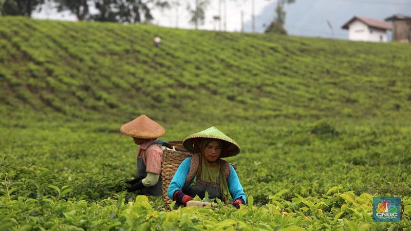 Hari yang cerah para petani mulai bekerja memetik daun teh di kawasan Pasir Jambu, Bandung, Jawa Barat. Teh merupakan satu dari 15 komoditas utama dan unggulan perkebunan Indonesia.



Jawa Barat merupakan produsen teh terbesar di Indonesia. Sekitar 70% produksi teh nasional berasal dari provinsi ini.


Jawa Barat menjadi lokasi pengembangan perkebunan teh karena daerahnya yang subur, udaranya sejuk, dan topografinya yang bergunung-gunung yang sangat cocok untuk tanaman teh.



Kebun teh dikawasan ini tak hanya dikelola badan usahan namun terdapat juga kebun teh rakyat. Kebun teh rakyat merupakan budidaya yang diusahakan secara mandiri oleh masyarakat tanpa berbentuk badan usaha. 


Setiap pagi para petani sudah sibuk beraktivitas untuk memetik dan dikumpulkan di wadah yang  dipikul sambil menggunting daun-daun teh terbaik di perkebunan tersebut.


Menurut mereka dalam sehari mereka dapat memetik sebanyak 1 kwintal dari perkebunan teh rakyat ini dan dibawa ke pabrik untuk diolah



Disela sela aktivitas memetiknya, para petani tersebut berkumpul untuk beristirahat diselingi canda gurau untuk menghilangkan letihnya.


Produksi teh dalam negeri beberapa tahun terakhir cenderung melandai karena penyusutan areal perkebunan. 

Data Badan Pusat Statistik (BPS) menunjukkan, produksi daun teh kering dalam negeri bergerak fluktuatif dalam 5 tahun terakhir. Produksi tertinggi daun teh kering sebanyak 154.369 ton yang terjadi pada 2014.

Dalam kurun 18 tahun terakhir, jumlah ekspor teh berkurang lebih dari separuh. Dari 105.581 ton pada 2000 menjadi 49.038 ton pada 2018.



Peringkat Indonesia sebagai negara pengekspor teh turun cukup banyak dari urutan ke-5 di dunia pada 2004 menjadi peringkat ke-12 pada 2018.

(CNBC Indonesia/ Andrean Kristianto)