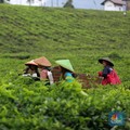 Disebut Ada Korupsi, Begini Kondisi di PTPN Kini