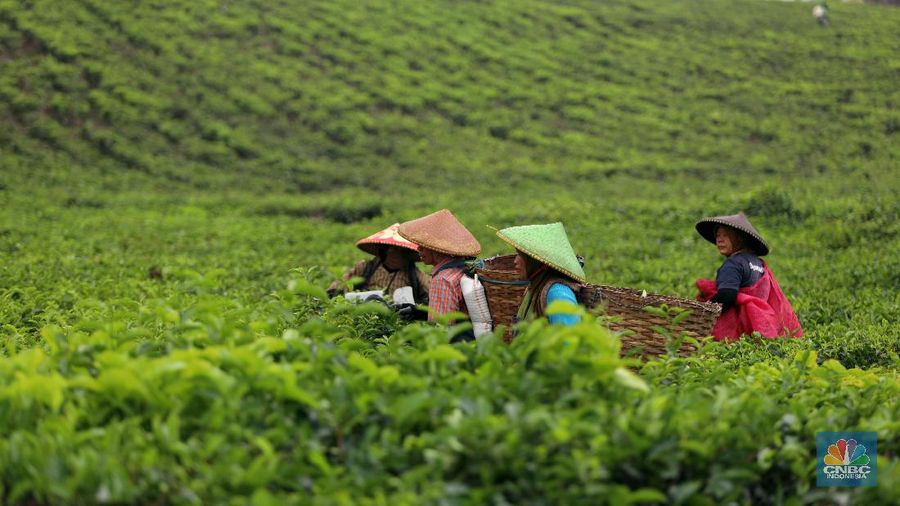 Hari yang cerah para petani mulai bekerja memetik daun teh di kawasan Pasir Jambu, Bandung, Jawa Barat. Teh merupakan satu dari 15 komoditas utama dan unggulan perkebunan Indonesia.



Jawa Barat merupakan produsen teh terbesar di Indonesia. Sekitar 70% produksi teh nasional berasal dari provinsi ini.


Jawa Barat menjadi lokasi pengembangan perkebunan teh karena daerahnya yang subur, udaranya sejuk, dan topografinya yang bergunung-gunung yang sangat cocok untuk tanaman teh.



Kebun teh dikawasan ini tak hanya dikelola badan usahan namun terdapat juga kebun teh rakyat. Kebun teh rakyat merupakan budidaya yang diusahakan secara mandiri oleh masyarakat tanpa berbentuk badan usaha. 


Setiap pagi para petani sudah sibuk beraktivitas untuk memetik dan dikumpulkan di wadah yang  dipikul sambil menggunting daun-daun teh terbaik di perkebunan tersebut.


Menurut mereka dalam sehari mereka dapat memetik sebanyak 1 kwintal dari perkebunan teh rakyat ini dan dibawa ke pabrik untuk diolah



Disela sela aktivitas memetiknya, para petani tersebut berkumpul untuk beristirahat diselingi canda gurau untuk menghilangkan letihnya.


Produksi teh dalam negeri beberapa tahun terakhir cenderung melandai karena penyusutan areal perkebunan. 

Data Badan Pusat Statistik (BPS) menunjukkan, produksi daun teh kering dalam negeri bergerak fluktuatif dalam 5 tahun terakhir. Produksi tertinggi daun teh kering sebanyak 154.369 ton yang terjadi pada 2014.

Dalam kurun 18 tahun terakhir, jumlah ekspor teh berkurang lebih dari separuh. Dari 105.581 ton pada 2000 menjadi 49.038 ton pada 2018.



Peringkat Indonesia sebagai negara pengekspor teh turun cukup banyak dari urutan ke-5 di dunia pada 2004 menjadi peringkat ke-12 pada 2018.

(CNBC Indonesia/ Andrean Kristianto)