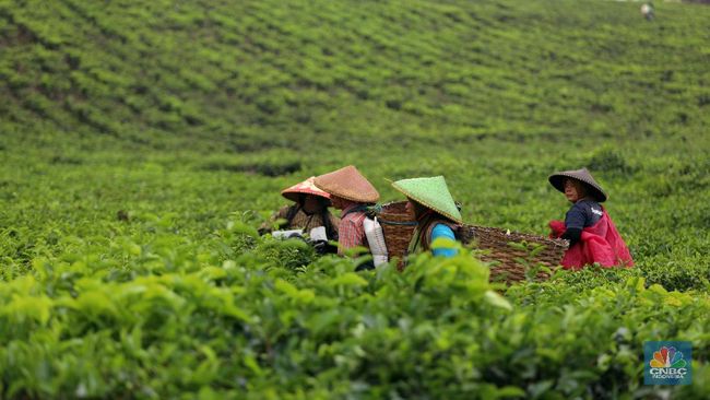 Berikut ini yang merupakan hasil kegiatan perkebunan adalah