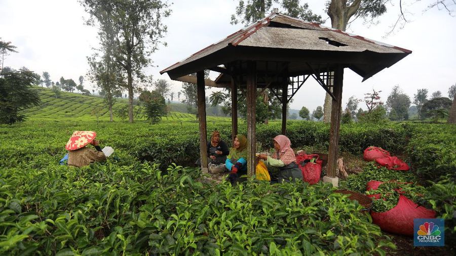Hari yang cerah para petani mulai bekerja memetik daun teh di kawasan Pasir Jambu, Bandung, Jawa Barat. Teh merupakan satu dari 15 komoditas utama dan unggulan perkebunan Indonesia.



Jawa Barat merupakan produsen teh terbesar di Indonesia. Sekitar 70% produksi teh nasional berasal dari provinsi ini.


Jawa Barat menjadi lokasi pengembangan perkebunan teh karena daerahnya yang subur, udaranya sejuk, dan topografinya yang bergunung-gunung yang sangat cocok untuk tanaman teh.



Kebun teh dikawasan ini tak hanya dikelola badan usahan namun terdapat juga kebun teh rakyat. Kebun teh rakyat merupakan budidaya yang diusahakan secara mandiri oleh masyarakat tanpa berbentuk badan usaha. 


Setiap pagi para petani sudah sibuk beraktivitas untuk memetik dan dikumpulkan di wadah yang  dipikul sambil menggunting daun-daun teh terbaik di perkebunan tersebut.


Menurut mereka dalam sehari mereka dapat memetik sebanyak 1 kwintal dari perkebunan teh rakyat ini dan dibawa ke pabrik untuk diolah



Disela sela aktivitas memetiknya, para petani tersebut berkumpul untuk beristirahat diselingi canda gurau untuk menghilangkan letihnya.


Produksi teh dalam negeri beberapa tahun terakhir cenderung melandai karena penyusutan areal perkebunan. 

Data Badan Pusat Statistik (BPS) menunjukkan, produksi daun teh kering dalam negeri bergerak fluktuatif dalam 5 tahun terakhir. Produksi tertinggi daun teh kering sebanyak 154.369 ton yang terjadi pada 2014.

Dalam kurun 18 tahun terakhir, jumlah ekspor teh berkurang lebih dari separuh. Dari 105.581 ton pada 2000 menjadi 49.038 ton pada 2018.



Peringkat Indonesia sebagai negara pengekspor teh turun cukup banyak dari urutan ke-5 di dunia pada 2004 menjadi peringkat ke-12 pada 2018.

(CNBC Indonesia/ Andrean Kristianto)