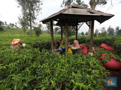 Harga Teh Dunia Meledak, Mentan Amran: Alhamdulillah Petani Bahagia