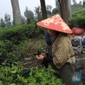 Lagi Gali Tanah, Petani Klaten Temukan Harta Karun Emas 16 Kg