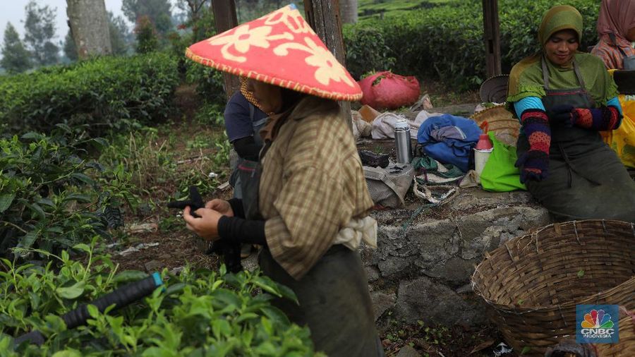 Hari yang cerah para petani mulai bekerja memetik daun teh di kawasan Pasir Jambu, Bandung, Jawa Barat. Teh merupakan satu dari 15 komoditas utama dan unggulan perkebunan Indonesia.



Jawa Barat merupakan produsen teh terbesar di Indonesia. Sekitar 70% produksi teh nasional berasal dari provinsi ini.


Jawa Barat menjadi lokasi pengembangan perkebunan teh karena daerahnya yang subur, udaranya sejuk, dan topografinya yang bergunung-gunung yang sangat cocok untuk tanaman teh.



Kebun teh dikawasan ini tak hanya dikelola badan usahan namun terdapat juga kebun teh rakyat. Kebun teh rakyat merupakan budidaya yang diusahakan secara mandiri oleh masyarakat tanpa berbentuk badan usaha. 


Setiap pagi para petani sudah sibuk beraktivitas untuk memetik dan dikumpulkan di wadah yang  dipikul sambil menggunting daun-daun teh terbaik di perkebunan tersebut.


Menurut mereka dalam sehari mereka dapat memetik sebanyak 1 kwintal dari perkebunan teh rakyat ini dan dibawa ke pabrik untuk diolah



Disela sela aktivitas memetiknya, para petani tersebut berkumpul untuk beristirahat diselingi canda gurau untuk menghilangkan letihnya.


Produksi teh dalam negeri beberapa tahun terakhir cenderung melandai karena penyusutan areal perkebunan. 

Data Badan Pusat Statistik (BPS) menunjukkan, produksi daun teh kering dalam negeri bergerak fluktuatif dalam 5 tahun terakhir. Produksi tertinggi daun teh kering sebanyak 154.369 ton yang terjadi pada 2014.

Dalam kurun 18 tahun terakhir, jumlah ekspor teh berkurang lebih dari separuh. Dari 105.581 ton pada 2000 menjadi 49.038 ton pada 2018.



Peringkat Indonesia sebagai negara pengekspor teh turun cukup banyak dari urutan ke-5 di dunia pada 2004 menjadi peringkat ke-12 pada 2018.

(CNBC Indonesia/ Andrean Kristianto)