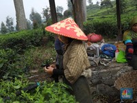 Lagi Gali Tanah, Petani Klaten Temukan Harta Karun Emas 16 Kg