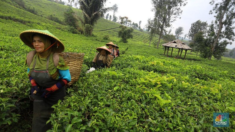 Hari yang cerah para petani mulai bekerja memetik daun teh di kawasan Pasir Jambu, Bandung, Jawa Barat. Teh merupakan satu dari 15 komoditas utama dan unggulan perkebunan Indonesia.



Jawa Barat merupakan produsen teh terbesar di Indonesia. Sekitar 70% produksi teh nasional berasal dari provinsi ini.


Jawa Barat menjadi lokasi pengembangan perkebunan teh karena daerahnya yang subur, udaranya sejuk, dan topografinya yang bergunung-gunung yang sangat cocok untuk tanaman teh.



Kebun teh dikawasan ini tak hanya dikelola badan usahan namun terdapat juga kebun teh rakyat. Kebun teh rakyat merupakan budidaya yang diusahakan secara mandiri oleh masyarakat tanpa berbentuk badan usaha. 


Setiap pagi para petani sudah sibuk beraktivitas untuk memetik dan dikumpulkan di wadah yang  dipikul sambil menggunting daun-daun teh terbaik di perkebunan tersebut.


Menurut mereka dalam sehari mereka dapat memetik sebanyak 1 kwintal dari perkebunan teh rakyat ini dan dibawa ke pabrik untuk diolah



Disela sela aktivitas memetiknya, para petani tersebut berkumpul untuk beristirahat diselingi canda gurau untuk menghilangkan letihnya.


Produksi teh dalam negeri beberapa tahun terakhir cenderung melandai karena penyusutan areal perkebunan. 

Data Badan Pusat Statistik (BPS) menunjukkan, produksi daun teh kering dalam negeri bergerak fluktuatif dalam 5 tahun terakhir. Produksi tertinggi daun teh kering sebanyak 154.369 ton yang terjadi pada 2014.

Dalam kurun 18 tahun terakhir, jumlah ekspor teh berkurang lebih dari separuh. Dari 105.581 ton pada 2000 menjadi 49.038 ton pada 2018.



Peringkat Indonesia sebagai negara pengekspor teh turun cukup banyak dari urutan ke-5 di dunia pada 2004 menjadi peringkat ke-12 pada 2018.

(CNBC Indonesia/ Andrean Kristianto)