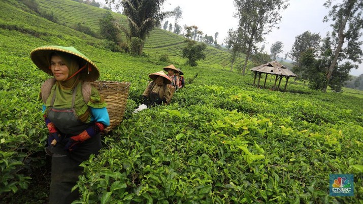 Hari yang cerah para petani mulai bekerja memetik daun teh di kawasan Pasir Jambu, Bandung, Jawa Barat. Teh merupakan satu dari 15 komoditas utama dan unggulan perkebunan Indonesia.



Jawa Barat merupakan produsen teh terbesar di Indonesia. Sekitar 70% produksi teh nasional berasal dari provinsi ini.


Jawa Barat menjadi lokasi pengembangan perkebunan teh karena daerahnya yang subur, udaranya sejuk, dan topografinya yang bergunung-gunung yang sangat cocok untuk tanaman teh.



Kebun teh dikawasan ini tak hanya dikelola badan usahan namun terdapat juga kebun teh rakyat. Kebun teh rakyat merupakan budidaya yang diusahakan secara mandiri oleh masyarakat tanpa berbentuk badan usaha. 


Setiap pagi para petani sudah sibuk beraktivitas untuk memetik dan dikumpulkan di wadah yang  dipikul sambil menggunting daun-daun teh terbaik di perkebunan tersebut.


Menurut mereka dalam sehari mereka dapat memetik sebanyak 1 kwintal dari perkebunan teh rakyat ini dan dibawa ke pabrik untuk diolah



Disela sela aktivitas memetiknya, para petani tersebut berkumpul untuk beristirahat diselingi canda gurau untuk menghilangkan letihnya.


Produksi teh dalam negeri beberapa tahun terakhir cenderung melandai karena penyusutan areal perkebunan. 

Data Badan Pusat Statistik (BPS) menunjukkan, produksi daun teh kering dalam negeri bergerak fluktuatif dalam 5 tahun terakhir. Produksi tertinggi daun teh kering sebanyak 154.369 ton yang terjadi pada 2014.

Dalam kurun 18 tahun terakhir, jumlah ekspor teh berkurang lebih dari separuh. Dari 105.581 ton pada 2000 menjadi 49.038 ton pada 2018.



Peringkat Indonesia sebagai negara pengekspor teh turun cukup banyak dari urutan ke-5 di dunia pada 2004 menjadi peringkat ke-12 pada 2018.

(CNBC Indonesia/ Andrean Kristianto)