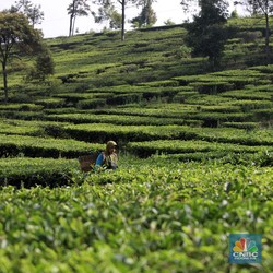 Bikin Heboh! Petani Jawa Gali Tanah Temukan Harta Karun Emas 16 Kg
