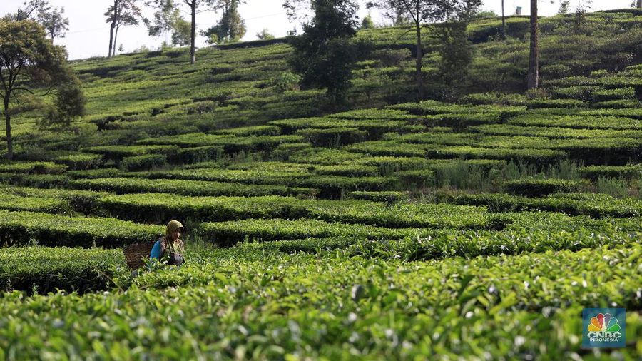 Hari yang cerah para petani mulai bekerja memetik daun teh di kawasan Pasir Jambu, Bandung, Jawa Barat. Teh merupakan satu dari 15 komoditas utama dan unggulan perkebunan Indonesia.



Jawa Barat merupakan produsen teh terbesar di Indonesia. Sekitar 70% produksi teh nasional berasal dari provinsi ini.


Jawa Barat menjadi lokasi pengembangan perkebunan teh karena daerahnya yang subur, udaranya sejuk, dan topografinya yang bergunung-gunung yang sangat cocok untuk tanaman teh.



Kebun teh dikawasan ini tak hanya dikelola badan usahan namun terdapat juga kebun teh rakyat. Kebun teh rakyat merupakan budidaya yang diusahakan secara mandiri oleh masyarakat tanpa berbentuk badan usaha. 


Setiap pagi para petani sudah sibuk beraktivitas untuk memetik dan dikumpulkan di wadah yang  dipikul sambil menggunting daun-daun teh terbaik di perkebunan tersebut.


Menurut mereka dalam sehari mereka dapat memetik sebanyak 1 kwintal dari perkebunan teh rakyat ini dan dibawa ke pabrik untuk diolah



Disela sela aktivitas memetiknya, para petani tersebut berkumpul untuk beristirahat diselingi canda gurau untuk menghilangkan letihnya.


Produksi teh dalam negeri beberapa tahun terakhir cenderung melandai karena penyusutan areal perkebunan. 

Data Badan Pusat Statistik (BPS) menunjukkan, produksi daun teh kering dalam negeri bergerak fluktuatif dalam 5 tahun terakhir. Produksi tertinggi daun teh kering sebanyak 154.369 ton yang terjadi pada 2014.

Dalam kurun 18 tahun terakhir, jumlah ekspor teh berkurang lebih dari separuh. Dari 105.581 ton pada 2000 menjadi 49.038 ton pada 2018.



Peringkat Indonesia sebagai negara pengekspor teh turun cukup banyak dari urutan ke-5 di dunia pada 2004 menjadi peringkat ke-12 pada 2018.

(CNBC Indonesia/ Andrean Kristianto)
