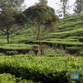 Bintang Jatuh & Kisah Tuan Kebun Belanda Sang Raja Teh
