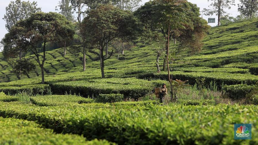 Hari yang cerah para petani mulai bekerja memetik daun teh di kawasan Pasir Jambu, Bandung, Jawa Barat. Teh merupakan satu dari 15 komoditas utama dan unggulan perkebunan Indonesia.



Jawa Barat merupakan produsen teh terbesar di Indonesia. Sekitar 70% produksi teh nasional berasal dari provinsi ini.


Jawa Barat menjadi lokasi pengembangan perkebunan teh karena daerahnya yang subur, udaranya sejuk, dan topografinya yang bergunung-gunung yang sangat cocok untuk tanaman teh.



Kebun teh dikawasan ini tak hanya dikelola badan usahan namun terdapat juga kebun teh rakyat. Kebun teh rakyat merupakan budidaya yang diusahakan secara mandiri oleh masyarakat tanpa berbentuk badan usaha. 


Setiap pagi para petani sudah sibuk beraktivitas untuk memetik dan dikumpulkan di wadah yang  dipikul sambil menggunting daun-daun teh terbaik di perkebunan tersebut.


Menurut mereka dalam sehari mereka dapat memetik sebanyak 1 kwintal dari perkebunan teh rakyat ini dan dibawa ke pabrik untuk diolah



Disela sela aktivitas memetiknya, para petani tersebut berkumpul untuk beristirahat diselingi canda gurau untuk menghilangkan letihnya.


Produksi teh dalam negeri beberapa tahun terakhir cenderung melandai karena penyusutan areal perkebunan. 

Data Badan Pusat Statistik (BPS) menunjukkan, produksi daun teh kering dalam negeri bergerak fluktuatif dalam 5 tahun terakhir. Produksi tertinggi daun teh kering sebanyak 154.369 ton yang terjadi pada 2014.

Dalam kurun 18 tahun terakhir, jumlah ekspor teh berkurang lebih dari separuh. Dari 105.581 ton pada 2000 menjadi 49.038 ton pada 2018.



Peringkat Indonesia sebagai negara pengekspor teh turun cukup banyak dari urutan ke-5 di dunia pada 2004 menjadi peringkat ke-12 pada 2018.

(CNBC Indonesia/ Andrean Kristianto)