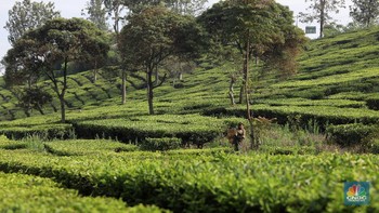 Bintang Jatuh & Kisah Tuan Kebun Belanda Sang Raja Teh