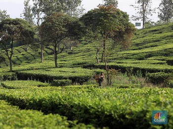 Bintang Jatuh & Kisah Tuan Kebun Belanda Sang Raja Teh