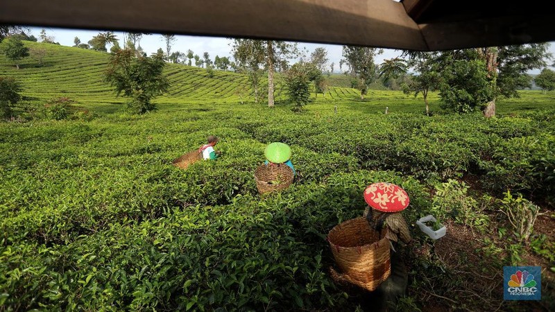 Hari yang cerah para petani mulai bekerja memetik daun teh di kawasan Pasir Jambu, Bandung, Jawa Barat. Teh merupakan satu dari 15 komoditas utama dan unggulan perkebunan Indonesia.



Jawa Barat merupakan produsen teh terbesar di Indonesia. Sekitar 70% produksi teh nasional berasal dari provinsi ini.


Jawa Barat menjadi lokasi pengembangan perkebunan teh karena daerahnya yang subur, udaranya sejuk, dan topografinya yang bergunung-gunung yang sangat cocok untuk tanaman teh.



Kebun teh dikawasan ini tak hanya dikelola badan usahan namun terdapat juga kebun teh rakyat. Kebun teh rakyat merupakan budidaya yang diusahakan secara mandiri oleh masyarakat tanpa berbentuk badan usaha. 


Setiap pagi para petani sudah sibuk beraktivitas untuk memetik dan dikumpulkan di wadah yang  dipikul sambil menggunting daun-daun teh terbaik di perkebunan tersebut.


Menurut mereka dalam sehari mereka dapat memetik sebanyak 1 kwintal dari perkebunan teh rakyat ini dan dibawa ke pabrik untuk diolah



Disela sela aktivitas memetiknya, para petani tersebut berkumpul untuk beristirahat diselingi canda gurau untuk menghilangkan letihnya.


Produksi teh dalam negeri beberapa tahun terakhir cenderung melandai karena penyusutan areal perkebunan. 

Data Badan Pusat Statistik (BPS) menunjukkan, produksi daun teh kering dalam negeri bergerak fluktuatif dalam 5 tahun terakhir. Produksi tertinggi daun teh kering sebanyak 154.369 ton yang terjadi pada 2014.

Dalam kurun 18 tahun terakhir, jumlah ekspor teh berkurang lebih dari separuh. Dari 105.581 ton pada 2000 menjadi 49.038 ton pada 2018.



Peringkat Indonesia sebagai negara pengekspor teh turun cukup banyak dari urutan ke-5 di dunia pada 2004 menjadi peringkat ke-12 pada 2018.

(CNBC Indonesia/ Andrean Kristianto)