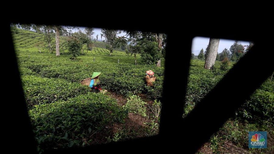 Hari yang cerah para petani mulai bekerja memetik daun teh di kawasan Pasir Jambu, Bandung, Jawa Barat. Teh merupakan satu dari 15 komoditas utama dan unggulan perkebunan Indonesia.



Jawa Barat merupakan produsen teh terbesar di Indonesia. Sekitar 70% produksi teh nasional berasal dari provinsi ini.


Jawa Barat menjadi lokasi pengembangan perkebunan teh karena daerahnya yang subur, udaranya sejuk, dan topografinya yang bergunung-gunung yang sangat cocok untuk tanaman teh.



Kebun teh dikawasan ini tak hanya dikelola badan usahan namun terdapat juga kebun teh rakyat. Kebun teh rakyat merupakan budidaya yang diusahakan secara mandiri oleh masyarakat tanpa berbentuk badan usaha. 


Setiap pagi para petani sudah sibuk beraktivitas untuk memetik dan dikumpulkan di wadah yang  dipikul sambil menggunting daun-daun teh terbaik di perkebunan tersebut.


Menurut mereka dalam sehari mereka dapat memetik sebanyak 1 kwintal dari perkebunan teh rakyat ini dan dibawa ke pabrik untuk diolah



Disela sela aktivitas memetiknya, para petani tersebut berkumpul untuk beristirahat diselingi canda gurau untuk menghilangkan letihnya.


Produksi teh dalam negeri beberapa tahun terakhir cenderung melandai karena penyusutan areal perkebunan. 

Data Badan Pusat Statistik (BPS) menunjukkan, produksi daun teh kering dalam negeri bergerak fluktuatif dalam 5 tahun terakhir. Produksi tertinggi daun teh kering sebanyak 154.369 ton yang terjadi pada 2014.

Dalam kurun 18 tahun terakhir, jumlah ekspor teh berkurang lebih dari separuh. Dari 105.581 ton pada 2000 menjadi 49.038 ton pada 2018.



Peringkat Indonesia sebagai negara pengekspor teh turun cukup banyak dari urutan ke-5 di dunia pada 2004 menjadi peringkat ke-12 pada 2018.

(CNBC Indonesia/ Andrean Kristianto)