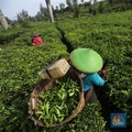 Wow! PTPN Restrukturisasi Utang Jumbo, Nilainya Rp 45 T