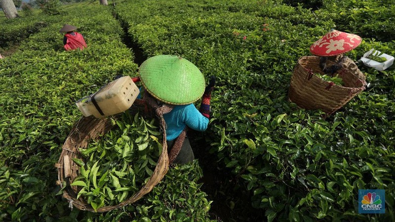 Hari yang cerah para petani mulai bekerja memetik daun teh di kawasan Pasir Jambu, Bandung, Jawa Barat. Teh merupakan satu dari 15 komoditas utama dan unggulan perkebunan Indonesia.



Jawa Barat merupakan produsen teh terbesar di Indonesia. Sekitar 70% produksi teh nasional berasal dari provinsi ini.


Jawa Barat menjadi lokasi pengembangan perkebunan teh karena daerahnya yang subur, udaranya sejuk, dan topografinya yang bergunung-gunung yang sangat cocok untuk tanaman teh.



Kebun teh dikawasan ini tak hanya dikelola badan usahan namun terdapat juga kebun teh rakyat. Kebun teh rakyat merupakan budidaya yang diusahakan secara mandiri oleh masyarakat tanpa berbentuk badan usaha. 


Setiap pagi para petani sudah sibuk beraktivitas untuk memetik dan dikumpulkan di wadah yang  dipikul sambil menggunting daun-daun teh terbaik di perkebunan tersebut.


Menurut mereka dalam sehari mereka dapat memetik sebanyak 1 kwintal dari perkebunan teh rakyat ini dan dibawa ke pabrik untuk diolah



Disela sela aktivitas memetiknya, para petani tersebut berkumpul untuk beristirahat diselingi canda gurau untuk menghilangkan letihnya.


Produksi teh dalam negeri beberapa tahun terakhir cenderung melandai karena penyusutan areal perkebunan. 

Data Badan Pusat Statistik (BPS) menunjukkan, produksi daun teh kering dalam negeri bergerak fluktuatif dalam 5 tahun terakhir. Produksi tertinggi daun teh kering sebanyak 154.369 ton yang terjadi pada 2014.

Dalam kurun 18 tahun terakhir, jumlah ekspor teh berkurang lebih dari separuh. Dari 105.581 ton pada 2000 menjadi 49.038 ton pada 2018.



Peringkat Indonesia sebagai negara pengekspor teh turun cukup banyak dari urutan ke-5 di dunia pada 2004 menjadi peringkat ke-12 pada 2018.

(CNBC Indonesia/ Andrean Kristianto)
