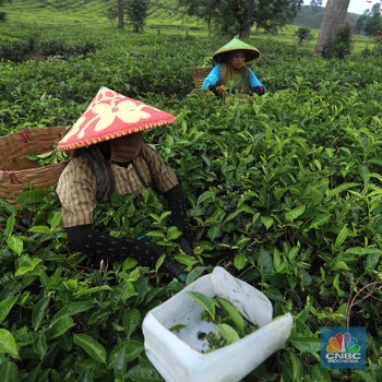 Ternyata di Sini Lumbung Komoditas Teh Indonesia