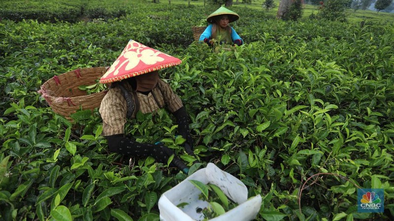 Hari yang cerah para petani mulai bekerja memetik daun teh di kawasan Pasir Jambu, Bandung, Jawa Barat. Teh merupakan satu dari 15 komoditas utama dan unggulan perkebunan Indonesia.



Jawa Barat merupakan produsen teh terbesar di Indonesia. Sekitar 70% produksi teh nasional berasal dari provinsi ini.


Jawa Barat menjadi lokasi pengembangan perkebunan teh karena daerahnya yang subur, udaranya sejuk, dan topografinya yang bergunung-gunung yang sangat cocok untuk tanaman teh.



Kebun teh dikawasan ini tak hanya dikelola badan usahan namun terdapat juga kebun teh rakyat. Kebun teh rakyat merupakan budidaya yang diusahakan secara mandiri oleh masyarakat tanpa berbentuk badan usaha. 


Setiap pagi para petani sudah sibuk beraktivitas untuk memetik dan dikumpulkan di wadah yang  dipikul sambil menggunting daun-daun teh terbaik di perkebunan tersebut.


Menurut mereka dalam sehari mereka dapat memetik sebanyak 1 kwintal dari perkebunan teh rakyat ini dan dibawa ke pabrik untuk diolah



Disela sela aktivitas memetiknya, para petani tersebut berkumpul untuk beristirahat diselingi canda gurau untuk menghilangkan letihnya.


Produksi teh dalam negeri beberapa tahun terakhir cenderung melandai karena penyusutan areal perkebunan. 

Data Badan Pusat Statistik (BPS) menunjukkan, produksi daun teh kering dalam negeri bergerak fluktuatif dalam 5 tahun terakhir. Produksi tertinggi daun teh kering sebanyak 154.369 ton yang terjadi pada 2014.

Dalam kurun 18 tahun terakhir, jumlah ekspor teh berkurang lebih dari separuh. Dari 105.581 ton pada 2000 menjadi 49.038 ton pada 2018.



Peringkat Indonesia sebagai negara pengekspor teh turun cukup banyak dari urutan ke-5 di dunia pada 2004 menjadi peringkat ke-12 pada 2018.

(CNBC Indonesia/ Andrean Kristianto)