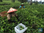 Ternyata di Sini Lumbung Komoditas Teh Indonesia