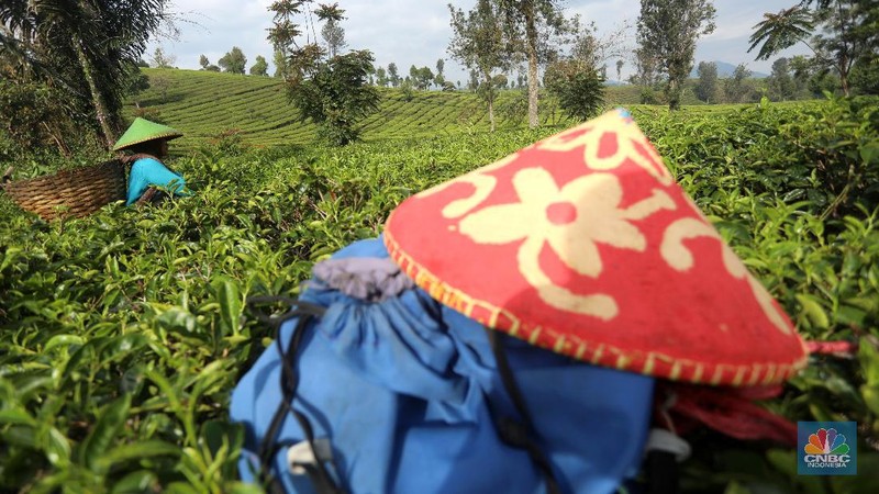 Hari yang cerah para petani mulai bekerja memetik daun teh di kawasan Pasir Jambu, Bandung, Jawa Barat. Teh merupakan satu dari 15 komoditas utama dan unggulan perkebunan Indonesia.



Jawa Barat merupakan produsen teh terbesar di Indonesia. Sekitar 70% produksi teh nasional berasal dari provinsi ini.


Jawa Barat menjadi lokasi pengembangan perkebunan teh karena daerahnya yang subur, udaranya sejuk, dan topografinya yang bergunung-gunung yang sangat cocok untuk tanaman teh.



Kebun teh dikawasan ini tak hanya dikelola badan usahan namun terdapat juga kebun teh rakyat. Kebun teh rakyat merupakan budidaya yang diusahakan secara mandiri oleh masyarakat tanpa berbentuk badan usaha. 


Setiap pagi para petani sudah sibuk beraktivitas untuk memetik dan dikumpulkan di wadah yang  dipikul sambil menggunting daun-daun teh terbaik di perkebunan tersebut.


Menurut mereka dalam sehari mereka dapat memetik sebanyak 1 kwintal dari perkebunan teh rakyat ini dan dibawa ke pabrik untuk diolah



Disela sela aktivitas memetiknya, para petani tersebut berkumpul untuk beristirahat diselingi canda gurau untuk menghilangkan letihnya.


Produksi teh dalam negeri beberapa tahun terakhir cenderung melandai karena penyusutan areal perkebunan. 

Data Badan Pusat Statistik (BPS) menunjukkan, produksi daun teh kering dalam negeri bergerak fluktuatif dalam 5 tahun terakhir. Produksi tertinggi daun teh kering sebanyak 154.369 ton yang terjadi pada 2014.

Dalam kurun 18 tahun terakhir, jumlah ekspor teh berkurang lebih dari separuh. Dari 105.581 ton pada 2000 menjadi 49.038 ton pada 2018.



Peringkat Indonesia sebagai negara pengekspor teh turun cukup banyak dari urutan ke-5 di dunia pada 2004 menjadi peringkat ke-12 pada 2018.

(CNBC Indonesia/ Andrean Kristianto)