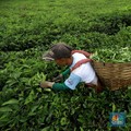 Fenomena Harga Teh Turun Saat Bisnis Bubble Tea China Kian 