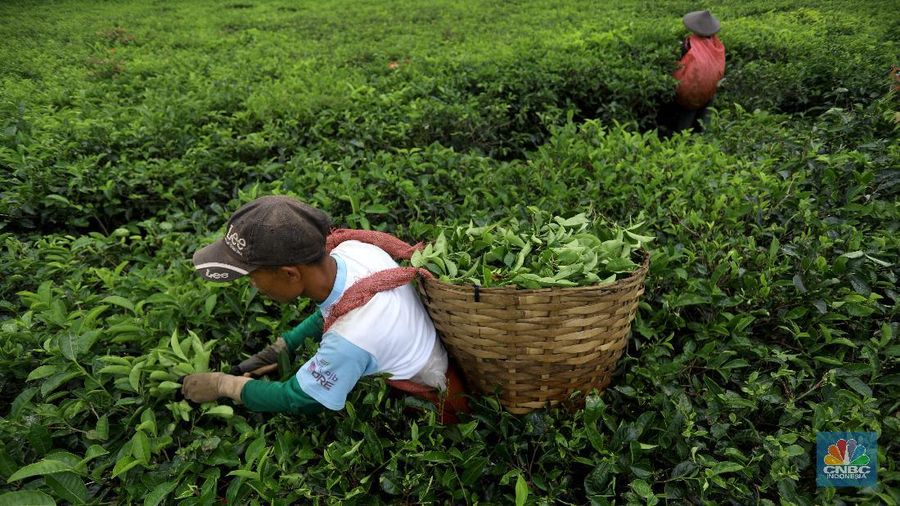 Hari yang cerah para petani mulai bekerja memetik daun teh di kawasan Pasir Jambu, Bandung, Jawa Barat. Teh merupakan satu dari 15 komoditas utama dan unggulan perkebunan Indonesia.



Jawa Barat merupakan produsen teh terbesar di Indonesia. Sekitar 70% produksi teh nasional berasal dari provinsi ini.


Jawa Barat menjadi lokasi pengembangan perkebunan teh karena daerahnya yang subur, udaranya sejuk, dan topografinya yang bergunung-gunung yang sangat cocok untuk tanaman teh.



Kebun teh dikawasan ini tak hanya dikelola badan usahan namun terdapat juga kebun teh rakyat. Kebun teh rakyat merupakan budidaya yang diusahakan secara mandiri oleh masyarakat tanpa berbentuk badan usaha. 


Setiap pagi para petani sudah sibuk beraktivitas untuk memetik dan dikumpulkan di wadah yang  dipikul sambil menggunting daun-daun teh terbaik di perkebunan tersebut.


Menurut mereka dalam sehari mereka dapat memetik sebanyak 1 kwintal dari perkebunan teh rakyat ini dan dibawa ke pabrik untuk diolah



Disela sela aktivitas memetiknya, para petani tersebut berkumpul untuk beristirahat diselingi canda gurau untuk menghilangkan letihnya.


Produksi teh dalam negeri beberapa tahun terakhir cenderung melandai karena penyusutan areal perkebunan. 

Data Badan Pusat Statistik (BPS) menunjukkan, produksi daun teh kering dalam negeri bergerak fluktuatif dalam 5 tahun terakhir. Produksi tertinggi daun teh kering sebanyak 154.369 ton yang terjadi pada 2014.

Dalam kurun 18 tahun terakhir, jumlah ekspor teh berkurang lebih dari separuh. Dari 105.581 ton pada 2000 menjadi 49.038 ton pada 2018.



Peringkat Indonesia sebagai negara pengekspor teh turun cukup banyak dari urutan ke-5 di dunia pada 2004 menjadi peringkat ke-12 pada 2018.

(CNBC Indonesia/ Andrean Kristianto)