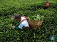 Fenomena Harga Teh Turun Saat Bisnis Bubble Tea China Kian 