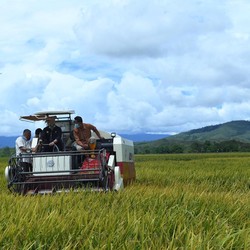 Anggaran Pertanian Dipotong Rp 6 T, Ternyata Ini Penyebabnya