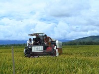Anggaran Pertanian Dipotong Rp 6 T, Ternyata Ini Penyebabnya